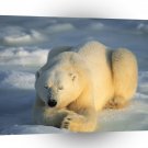 Bear Sunbather A1 Xlarge Canvas