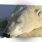 Bear Sweet Dreams A1 Xlarge Canvas