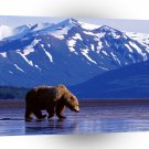 Bear Trolling Lands Brown Alaska A1 Xlarge Canvas