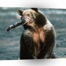 Bear Trout Fishing Grizzly River A1 Xlarge Canvas