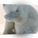 Bear Unable A1 Xlarge Canvas