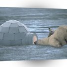 Bear Unexpected Guests Polar A1 Xlarge Canvas