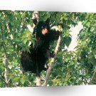 Bear Up A Tree Black A1 Xlarge Canvas