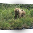 Bear Watch Brown Alaska A1 Xlarge Canvas