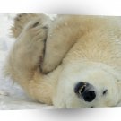 Bear Way Laid Back A1 Xlarge Canvas