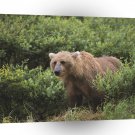 Bear Wet Wild Brown Alaska A1 Xlarge Canvas