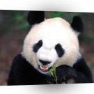 Bear Whats For Dinner Giant Panda A1 Xlarge Canvas