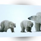 Bears Polar Catching Up A1 Xlarge Canvas