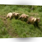 Bears Treasure Hunt Alaska A1 Xlarge Canvas