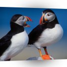 Bird A Pair Of Puffins A1 Xlarge Canvas