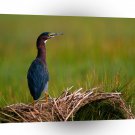 Bird A Quiet Moment Green Heron A1 Xlarge Canvas