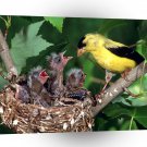 Bird American Gold Finch Family A1 Xlarge Canvas
