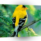 Bird American Goldfinch A1 Xlarge Canvas