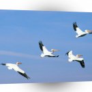 Bird American White Pelicans A1 Xlarge Canvas