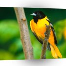 Bird Baltimore Oriole A1 Xlarge Canvas