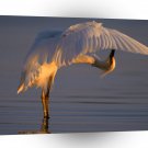 Bird Bending Over Backwards Snowy Egret A1 Xlarge Canvas