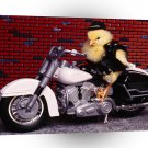 Bird Biker Chick A1 Xlarge Canvas