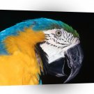 Bird Blue And Yellow Macaw A1 Xlarge Canvas