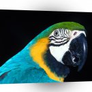 Bird Blue And Yellow Macaw Parrott A1 Xlarge Canvas