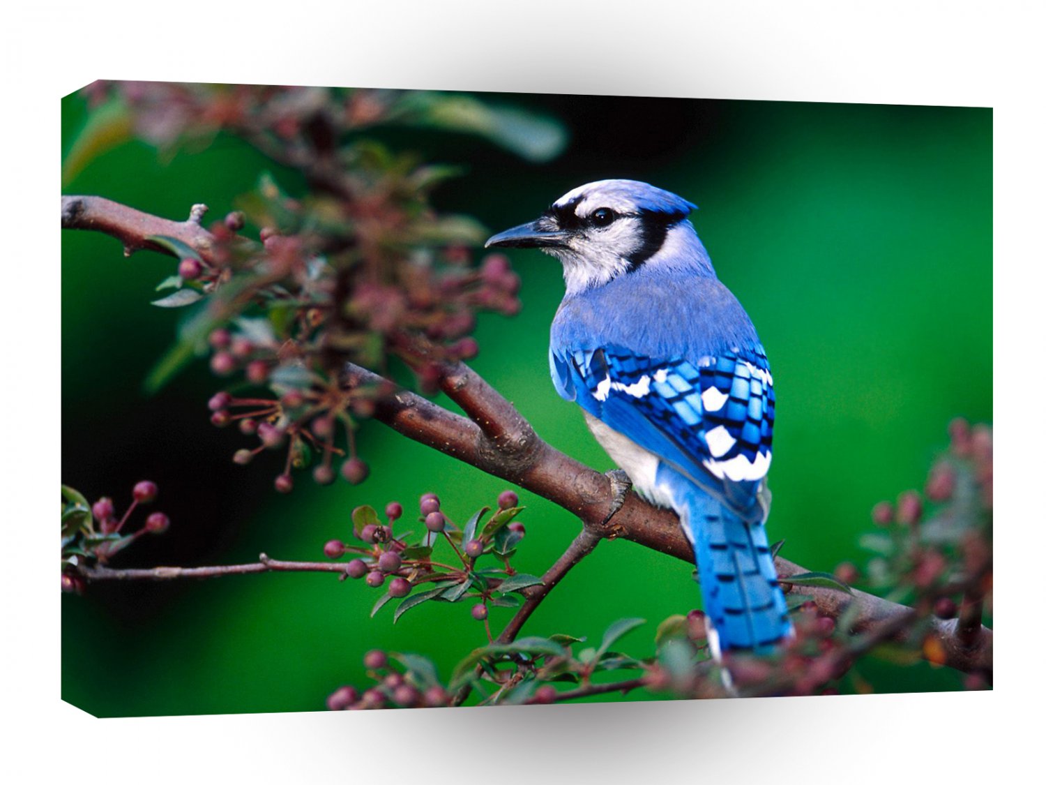 Bird Blue Jay A1 Xlarge Canvas