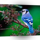 Bird Blue Jay A1 Xlarge Canvas