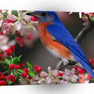Bird Bluebird A1 Xlarge Canvas