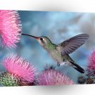 Bird Broad Billed Hummingbird A1 Xlarge Canvas