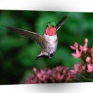 Bird Broadtail Hummingbird A1 Xlarge Canvas