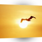 Bird Brown Pelican Costa Rica A1 Xlarge Canvas