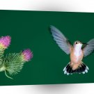 Bird Calliope Hummingbird A1 Xlarge Canvas