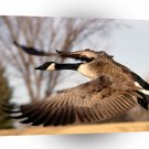 Bird Canada Goose In Flight A1 Xlarge Canvas