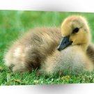Bird Canada Gosling A1 Xlarge Canvas