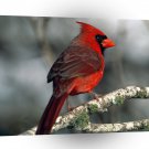 Bird Cardinal A1 Xlarge Canvas