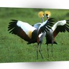 Bird Crowned Cranes In Full Splendor A1 Xlarge Canvas