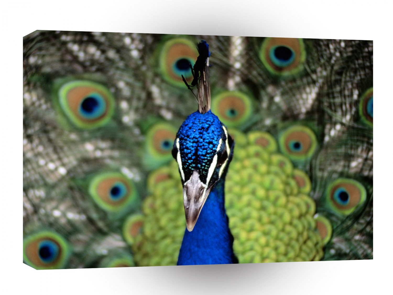 Bird Display A1 Xlarge Canvas