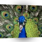 Bird Display A1 Xlarge Canvas