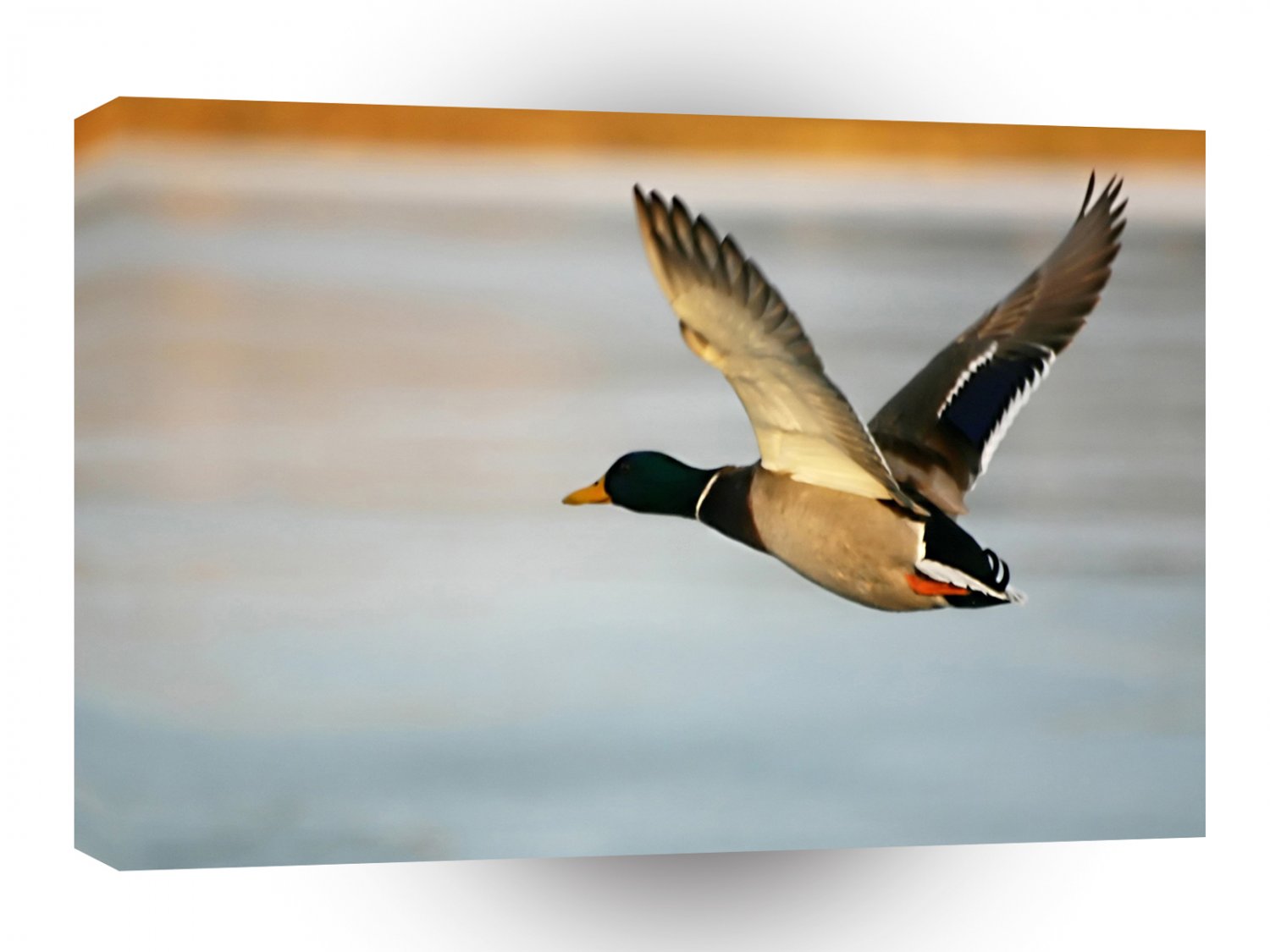 Bird Duck Mid Flight A1 Xlarge Canvas