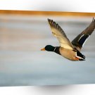 Bird Duck Mid Flight A1 Xlarge Canvas