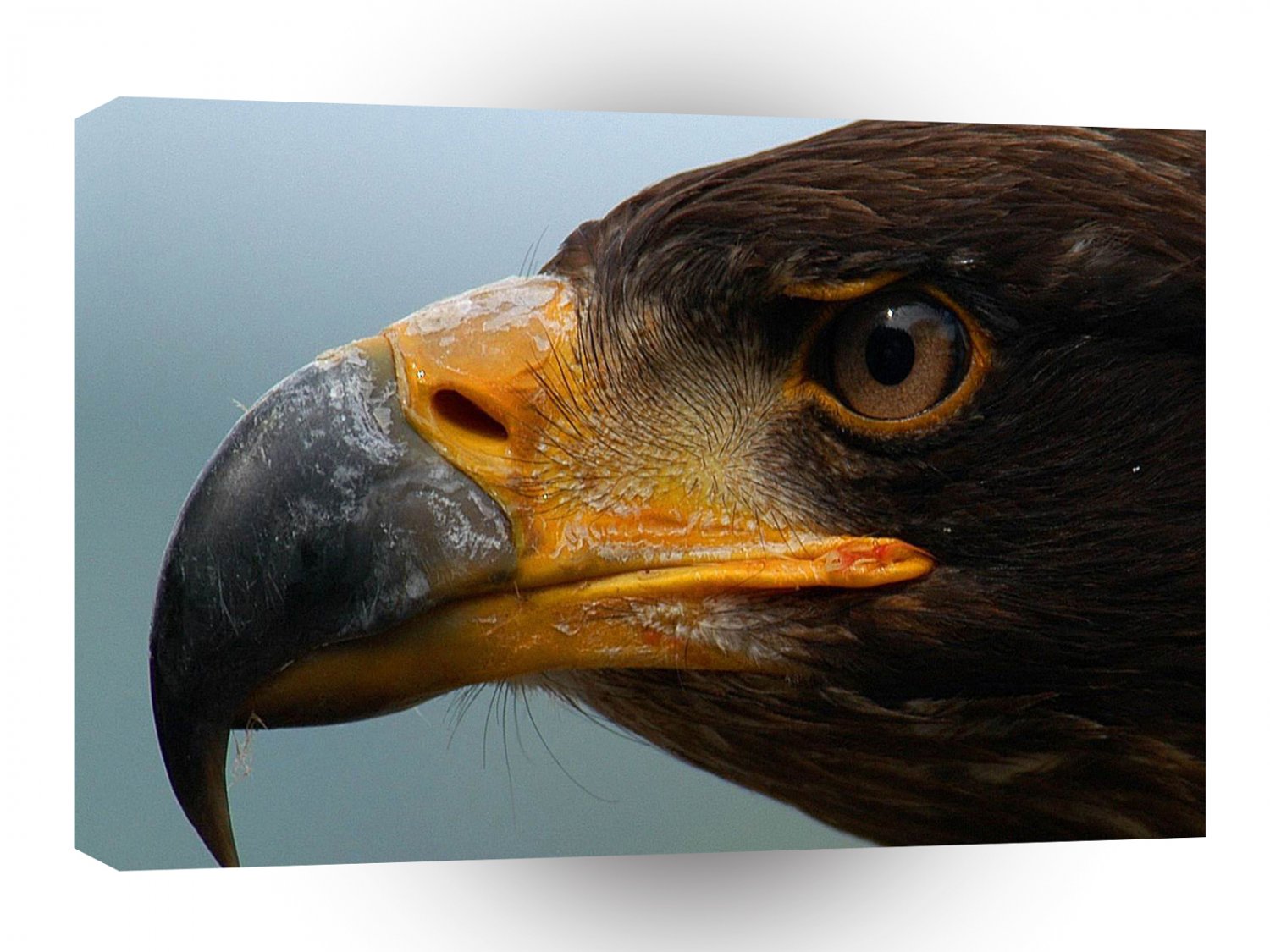 Bird Eagle Eye Watcher A1 Xlarge Canvas