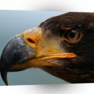 Bird Eagle Eye Watcher A1 Xlarge Canvas