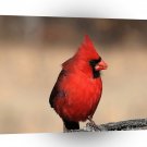 Bird Egggray Bright Red Feathers A1 Xlarge Canvas