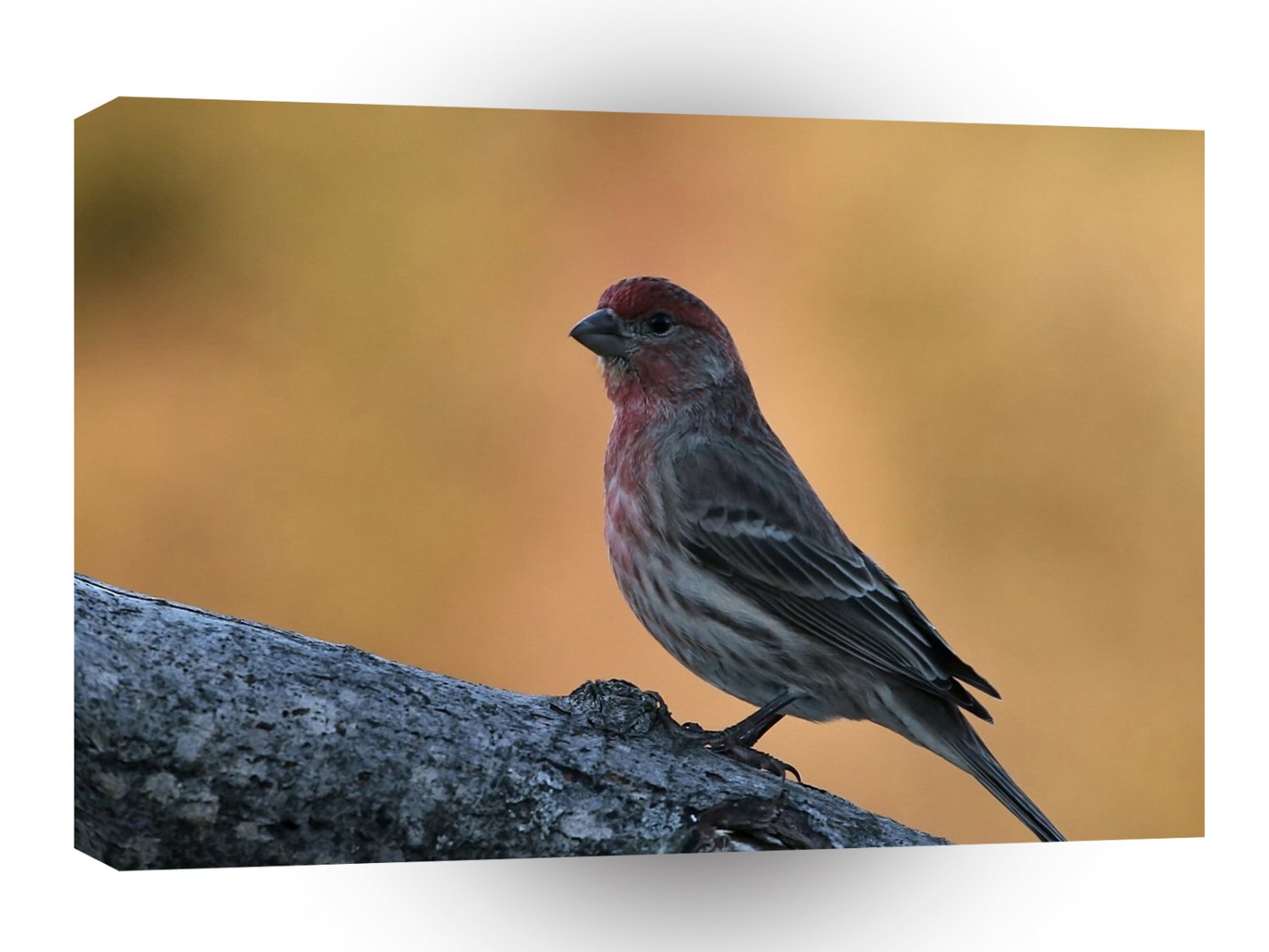 Bird Egggray Lighter Shade Red A1 Xlarge Canvas