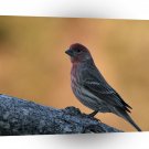 Bird Egggray Lighter Shade Red A1 Xlarge Canvas