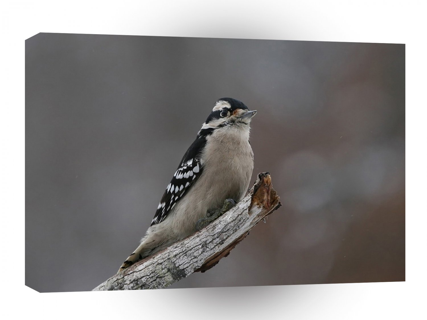 Bird Egggray Winter Perch A1 Xlarge Canvas
