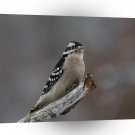 Bird Egggray Winter Perch A1 Xlarge Canvas