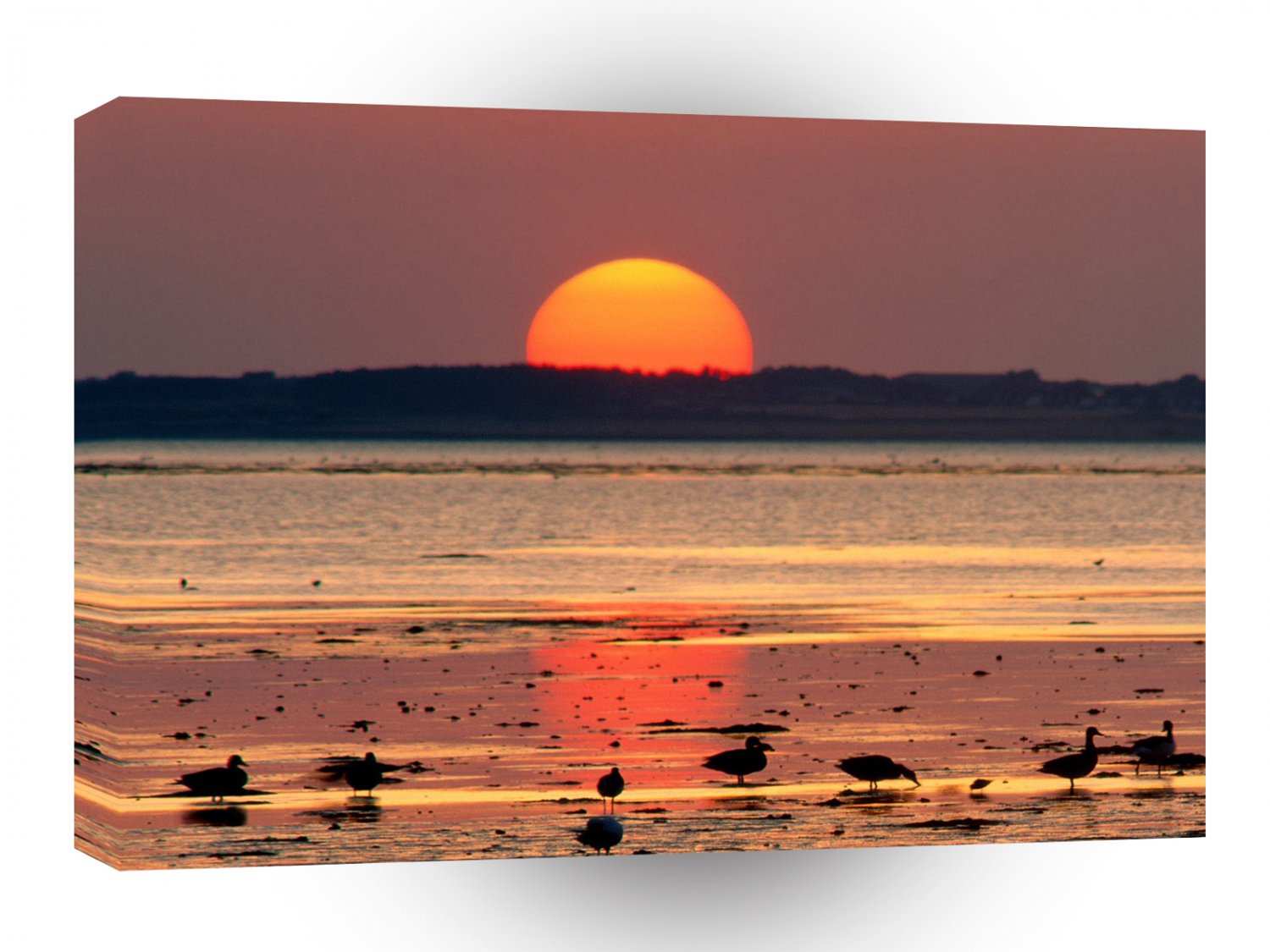 Bird Evening Snack Shore A1 Xlarge Canvas