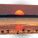 Bird Evening Snack Shore A1 Xlarge Canvas