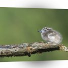 Bird Fairy Tern Midway Island A1 Xlarge Canvas