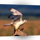 Bird Feels Good To Stretch Gyrfalcon A1 Xlarge Canvas