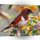 Bird Female Rufous Sided Towhee A1 Xlarge Canvas